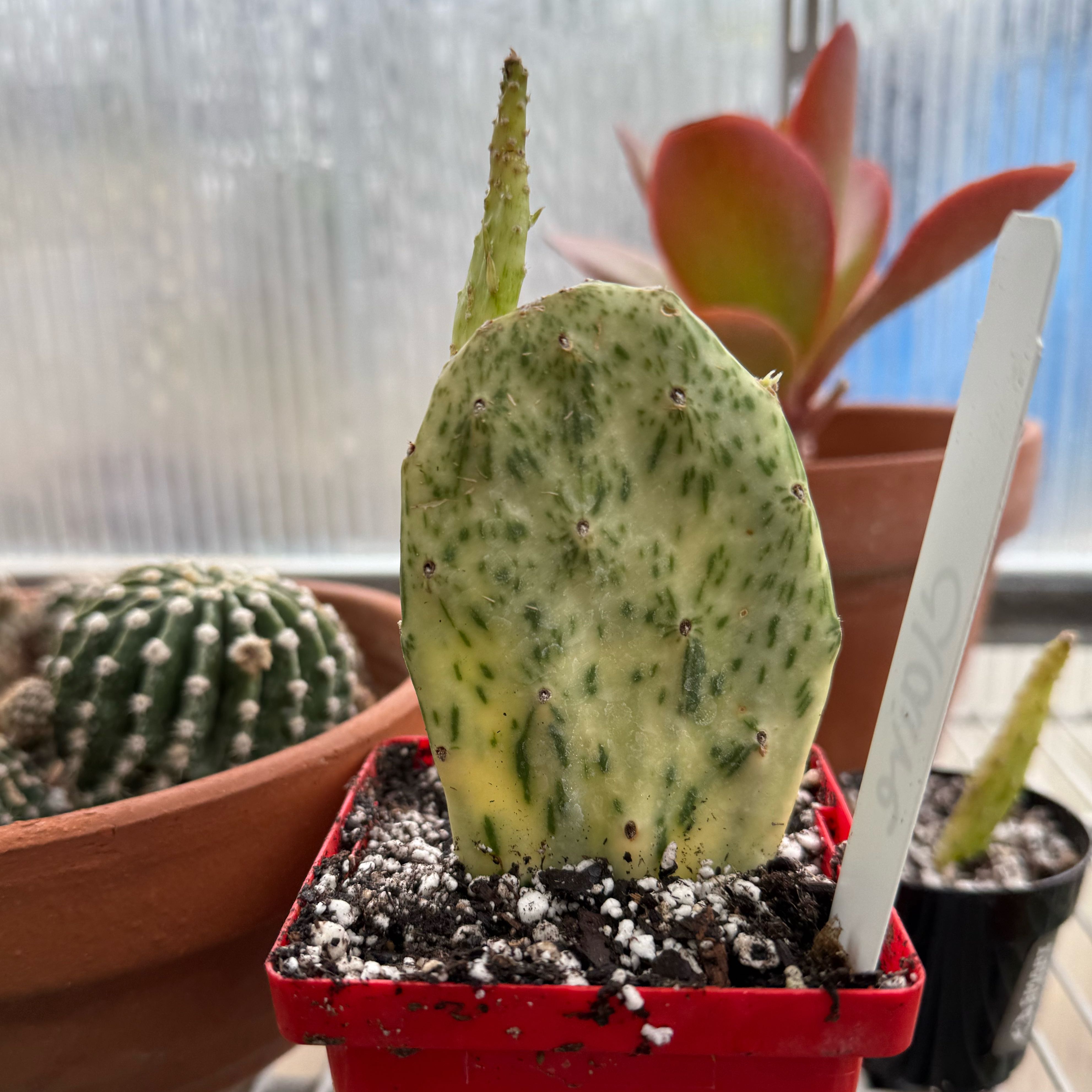 Photo of the plant species Variegated Prickly Pear Cactus by @BonusSilverleaf named Mollie on Greg, the plant care app