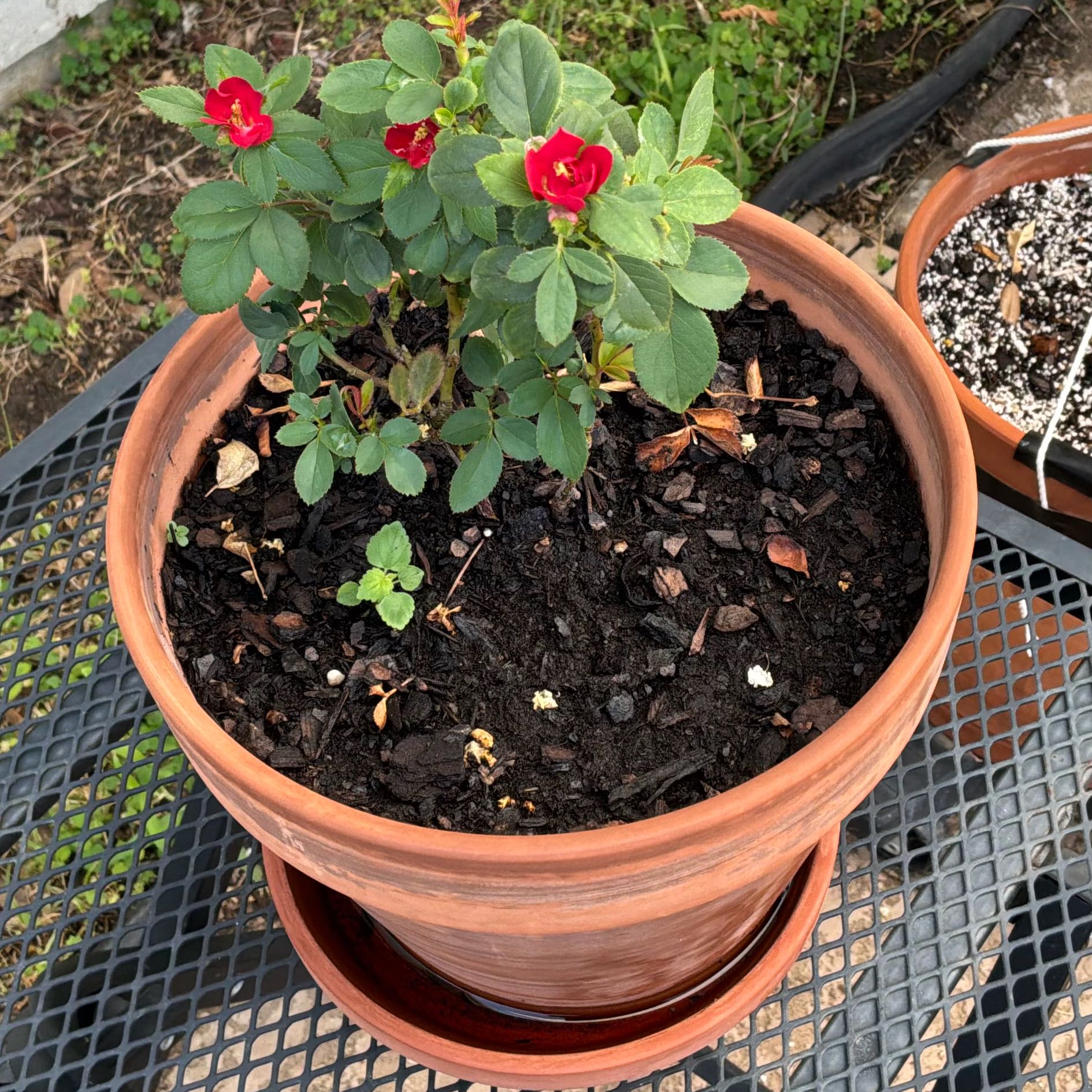 Photo of the plant species Alpine Rose by @KeyBeech24 named Sproutacus on Greg, the plant care app