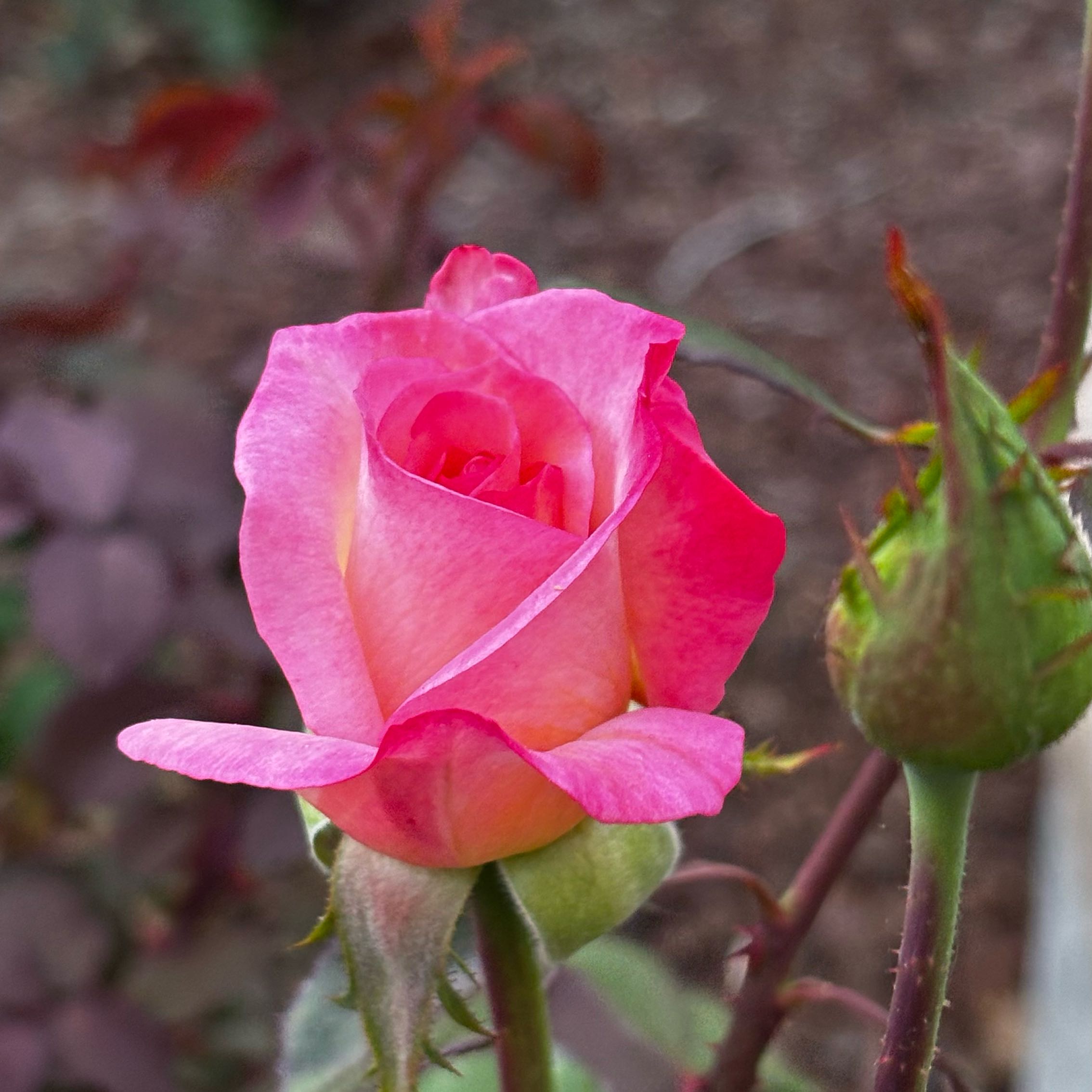 Photo of the plant species Gemini Rose by @ExpertGardenia5 named Wall-E on Greg, the plant care app