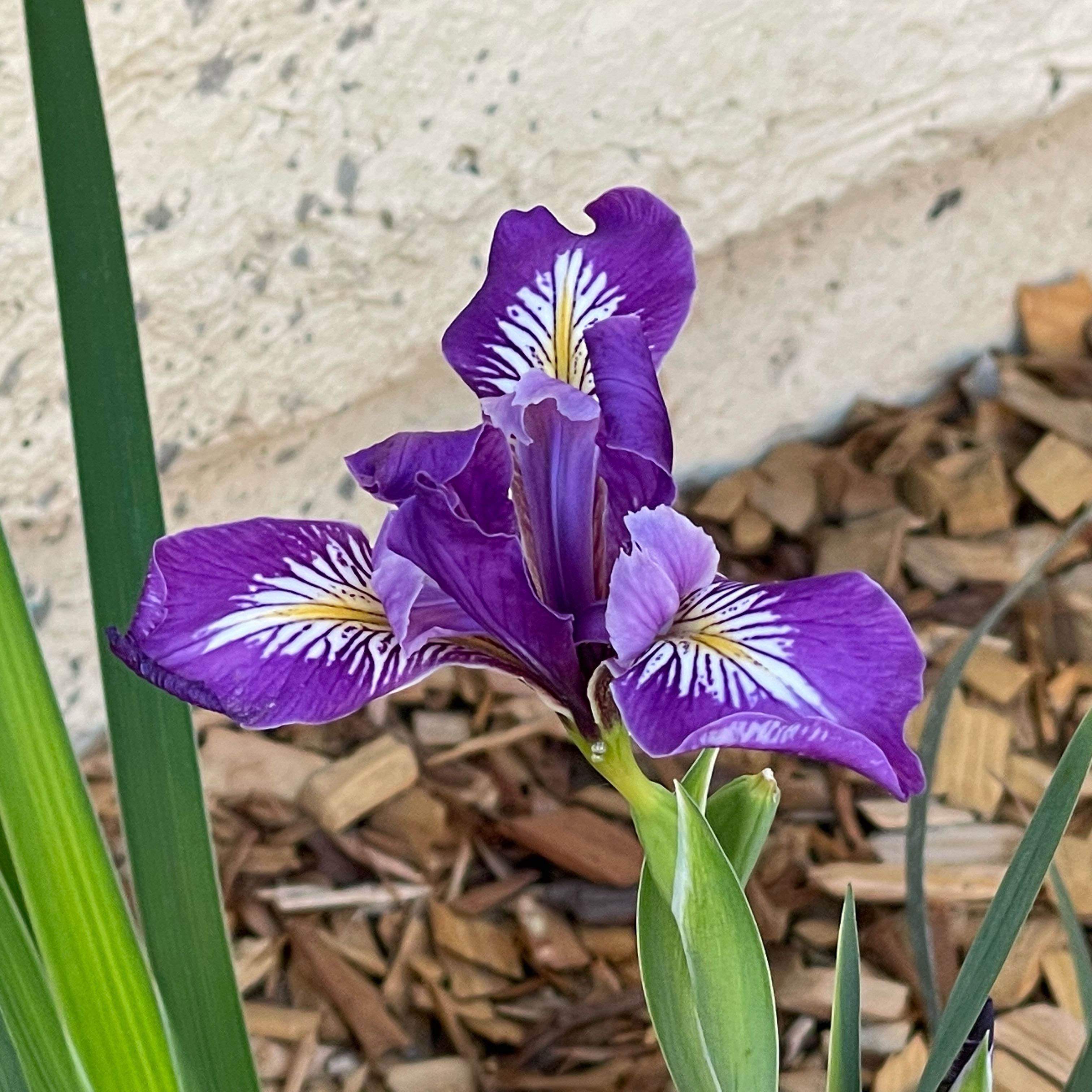 Photo of the plant species Douglas Iris by @ExpertGardenia5 named Lavender on Greg, the plant care app