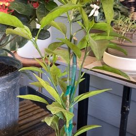 Photo of the plant species Blood Orange by @DapperTreeonion named Anne on Greg, the plant care app