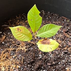 Photo of the plant species Pawpaw by @DScribs named Harry Paw-tter on Greg, the plant care app