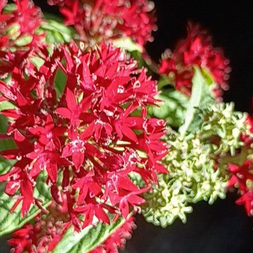 Photo of the plant species Valeriana rubra by @LeadCornbind23 named Marilyn on Greg, the plant care app