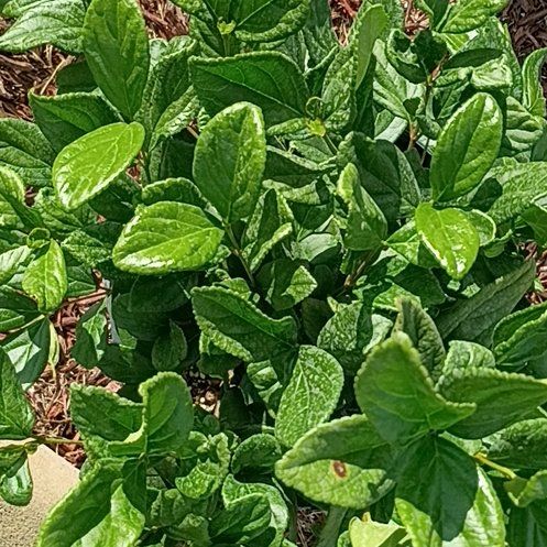 Photo of the plant species Indian Daisy by @LeadCornbind23 named Harry on Greg, the plant care app