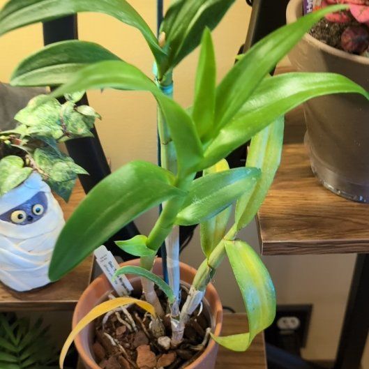 Photo of the plant species Tsiku Marguerite Orchid by @AceChaya89 named Marguerite on Greg, the plant care app