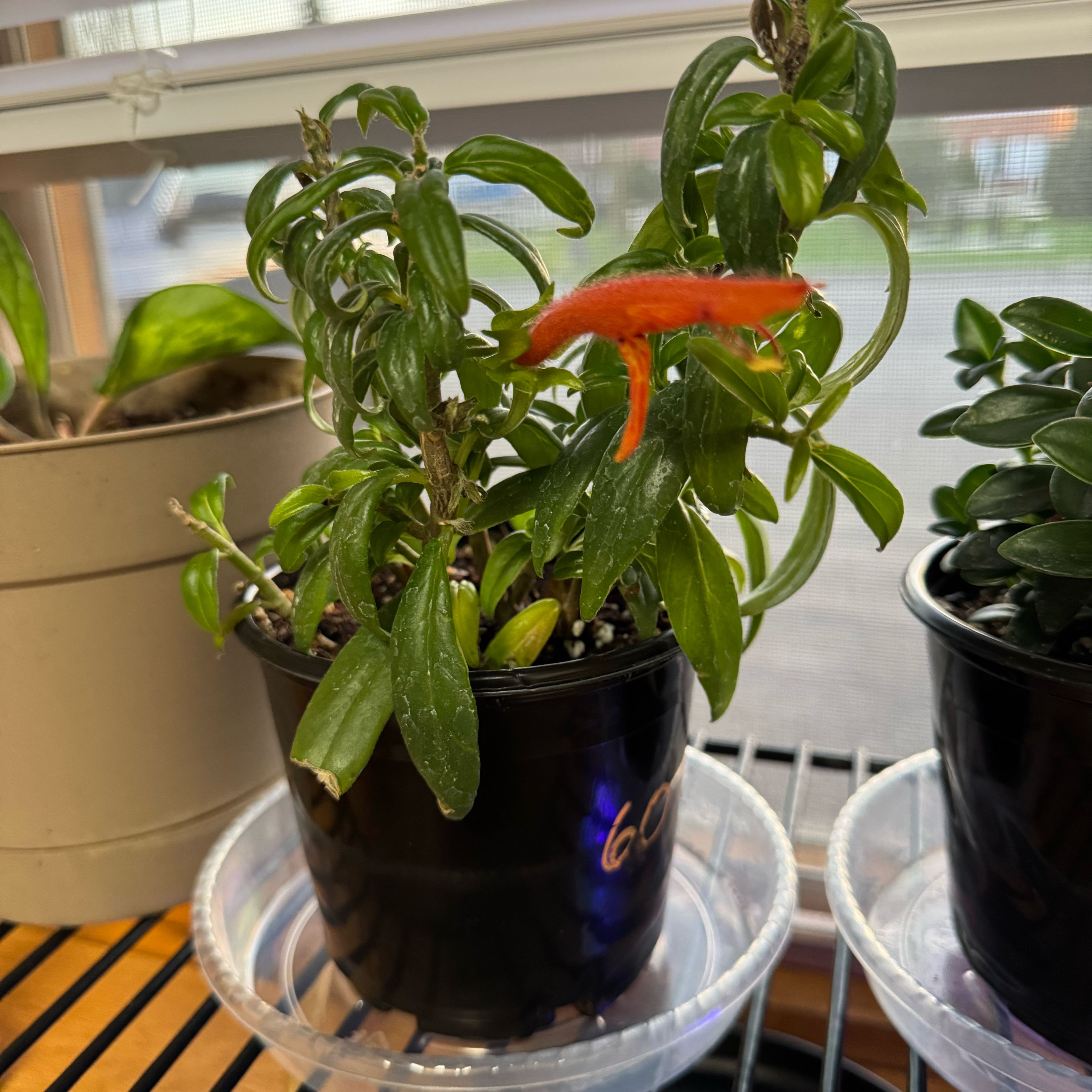 Photo of the plant species lipstick plant by @TolerantSuncup named Dax on Greg, the plant care app