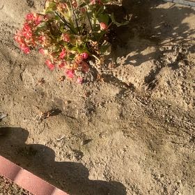 Photo of the plant species Common Iceplant by @ZingyPlain23 named Willow on Greg, the plant care app