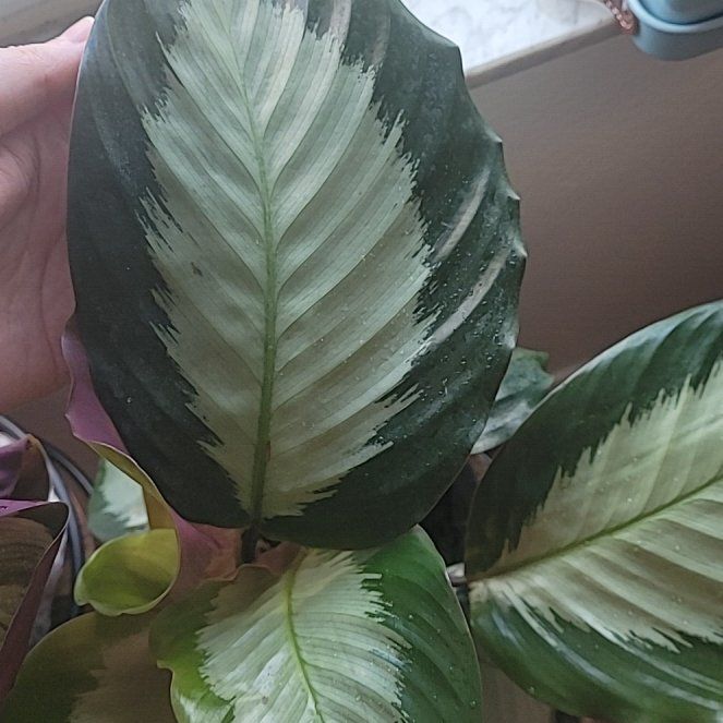 Photo of the plant species Calathea Royal Standard by @GladBokchoi97 named Shakira on Greg, the plant care app