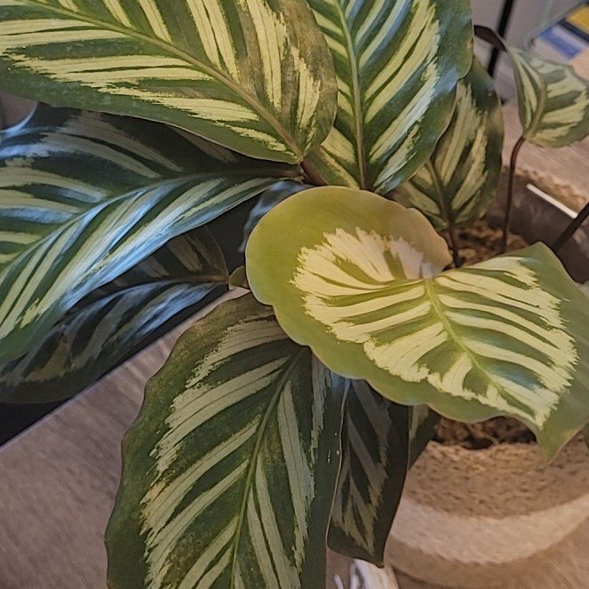 Photo of the plant species Calathea 'Cora' by @GladBokchoi97 named Naomi on Greg, the plant care app
