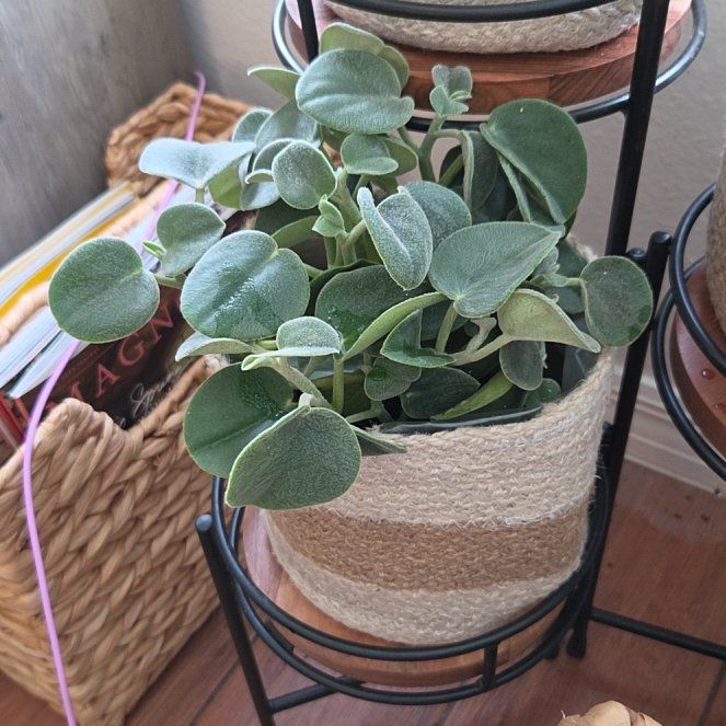 Photo of the plant species Felted Peperomia by @GladBokchoi97 named Mollie on Greg, the plant care app