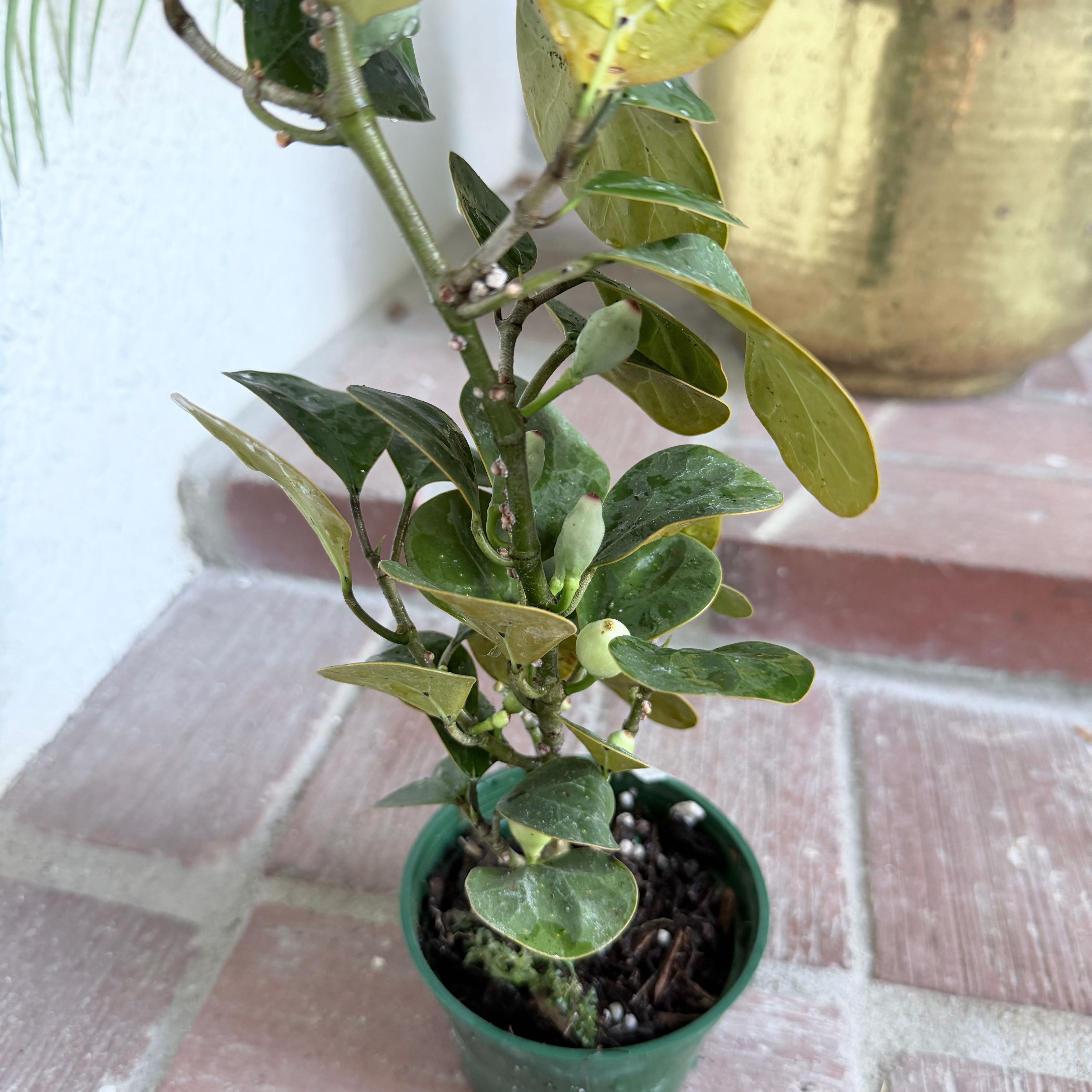 Photo of the plant species Mistletoe Fig by @LastingDionysos named Cleopatra on Greg, the plant care app