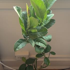 Photo of the plant species Buddha's Hand Citron by @JollyCardoon80 named Marilyn on Greg, the plant care app