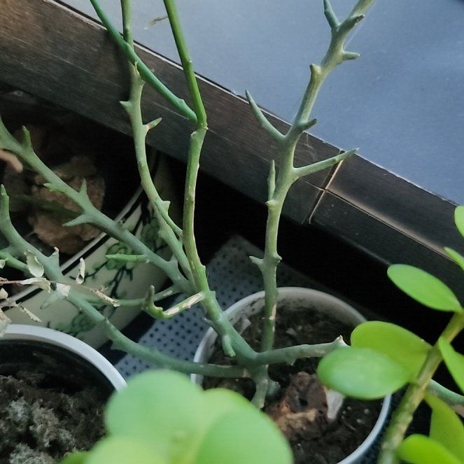 Photo of the plant species Fire Sticks by @TopdogLemontree named Tree Diddy on Greg, the plant care app