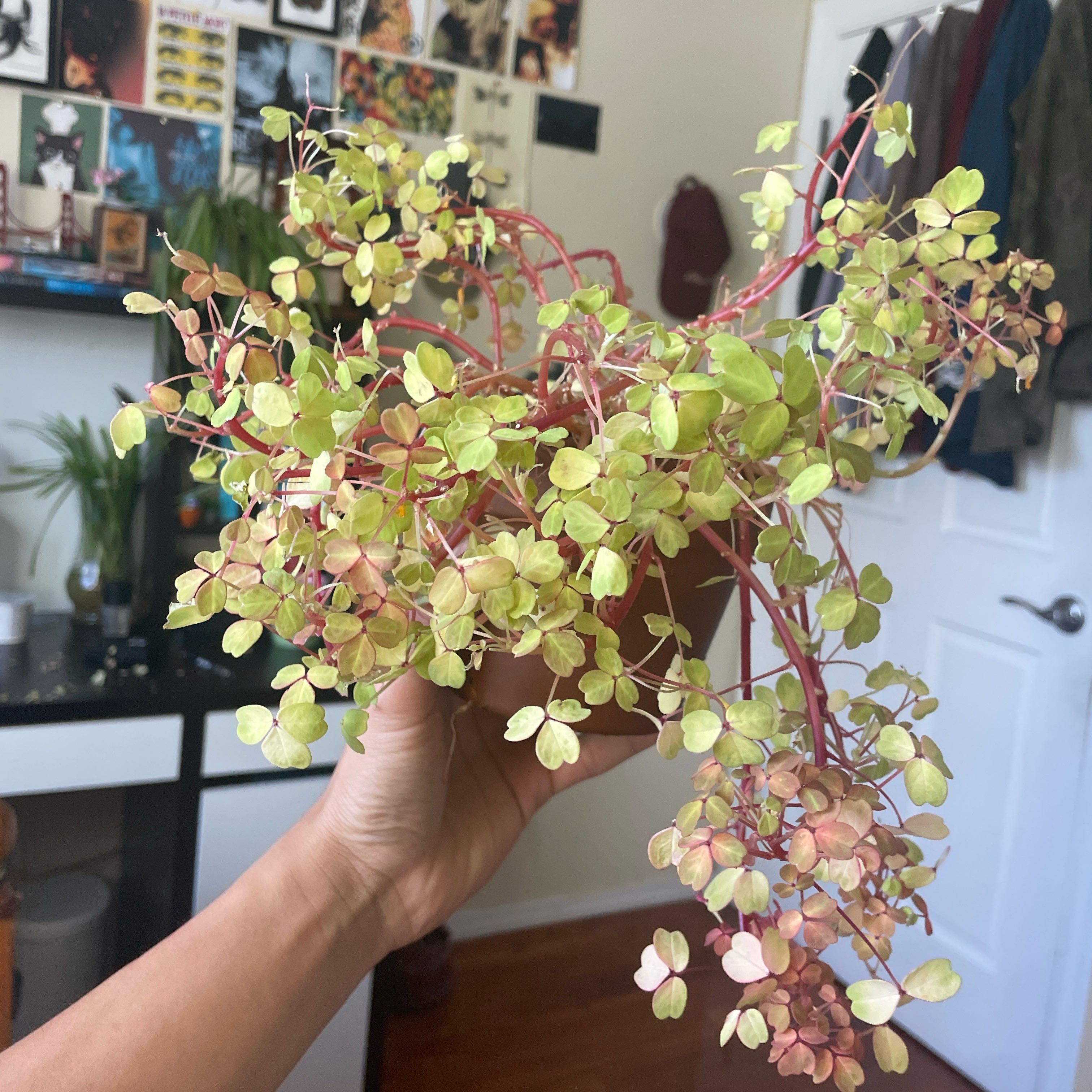 Photo of the plant species Oxalis Molten Lava by @AceJiaogulan40 named Zeus on Greg, the plant care app
