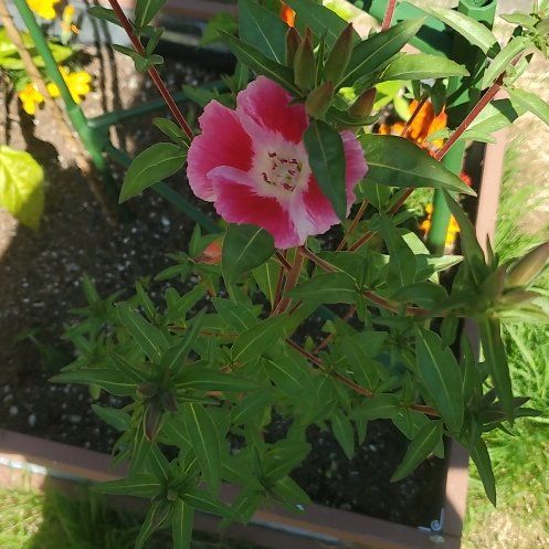 Photo of the plant species Lindley's Clarkia by @SnappyBluerose named Peter Parker on Greg, the plant care app