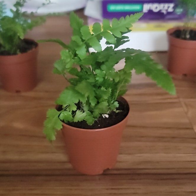 Photo of the plant species Oak Fern by @PoetKanna87 named Marilyn on Greg, the plant care app