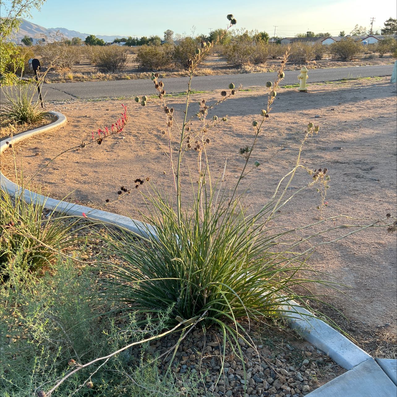 Engelmann's false yucca in a desert-like environment with flowering stalks.