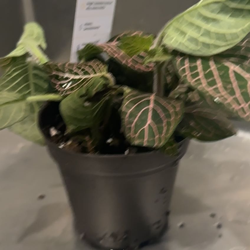 Photo of the plant species Red Vein Fittonia by @DeftBokchoi70 named LiloStitch on Greg, the plant care app