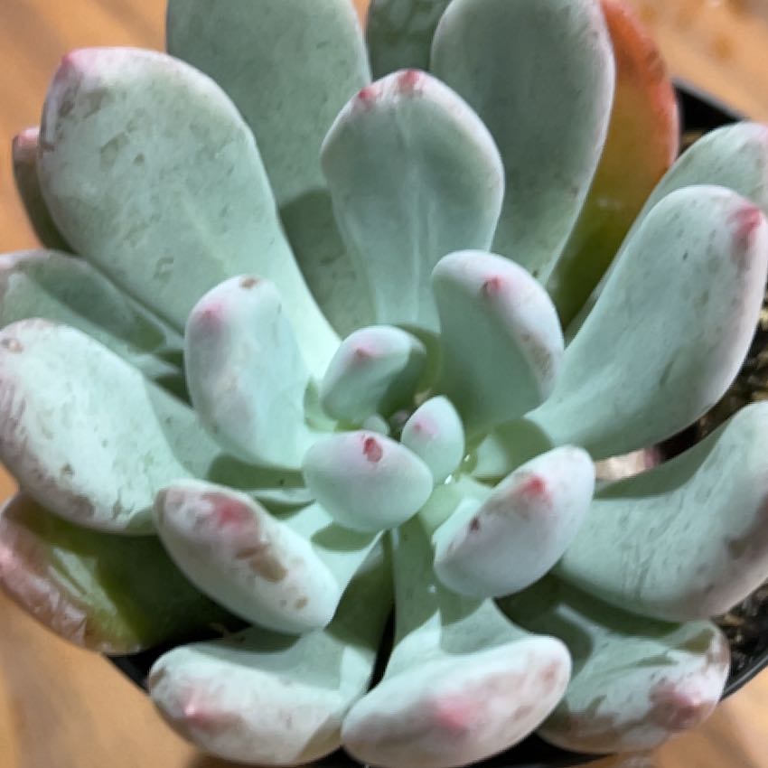Photo of the plant species Pachyveria 'Blue Jasper' by @SilkenAvocado70 named Wall-E on Greg, the plant care app