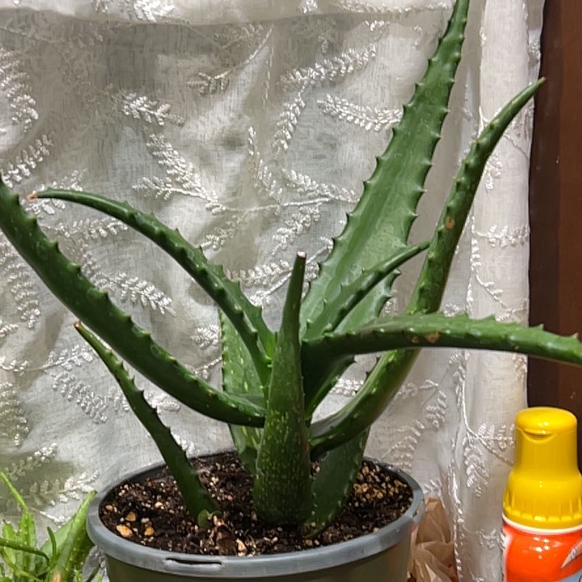 Photo of the plant species Starfish Aloe by @HoneyedPapaya59 named Sproutacus on Greg, the plant care app