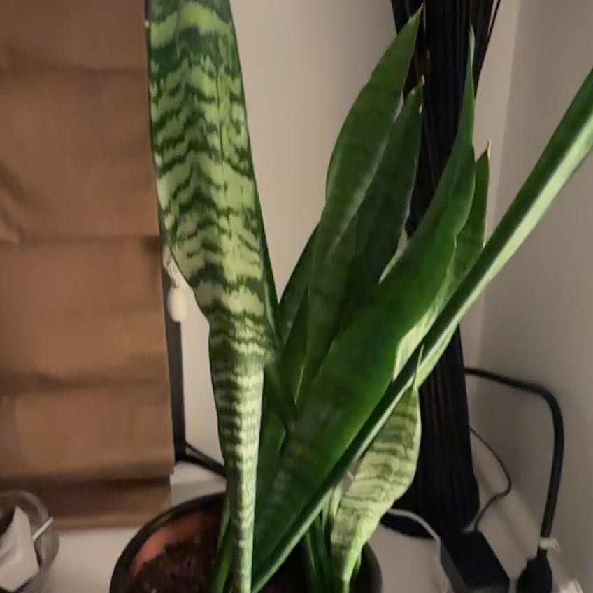 Photo of the plant species Japanese Stiltgrass by @RightfullyIvy72 named Bella on Greg, the plant care app
