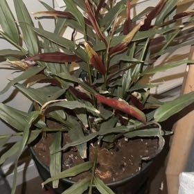 Photo of the plant species Ginger Bamboo by @QuietCaladium56 named Ginger Rogers on Greg, the plant care app