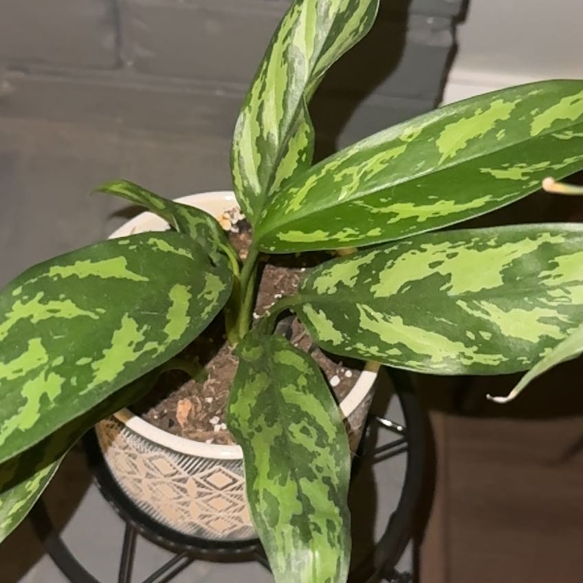 Photo of the plant species Aglaonema 'Maria' by @QuietCaladium56 named Maria Careleaf on Greg, the plant care app