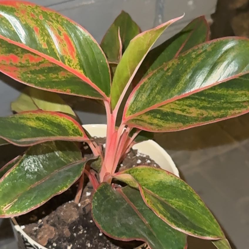 Photo of the plant species Aglaonema by @QuietCaladium56 named Sunset Shady on Greg, the plant care app