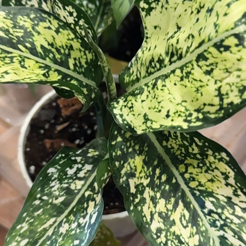 Photo of the plant species Aglaonema ‘First Diamond’ by @QuietCaladium56 named Diamonique Drax on Greg, the plant care app