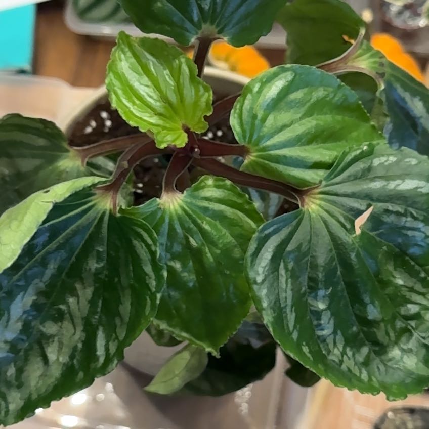 Photo of the plant species Peperomia Ecuador by @QuietCaladium56 named Flora Estefan on Greg, the plant care app