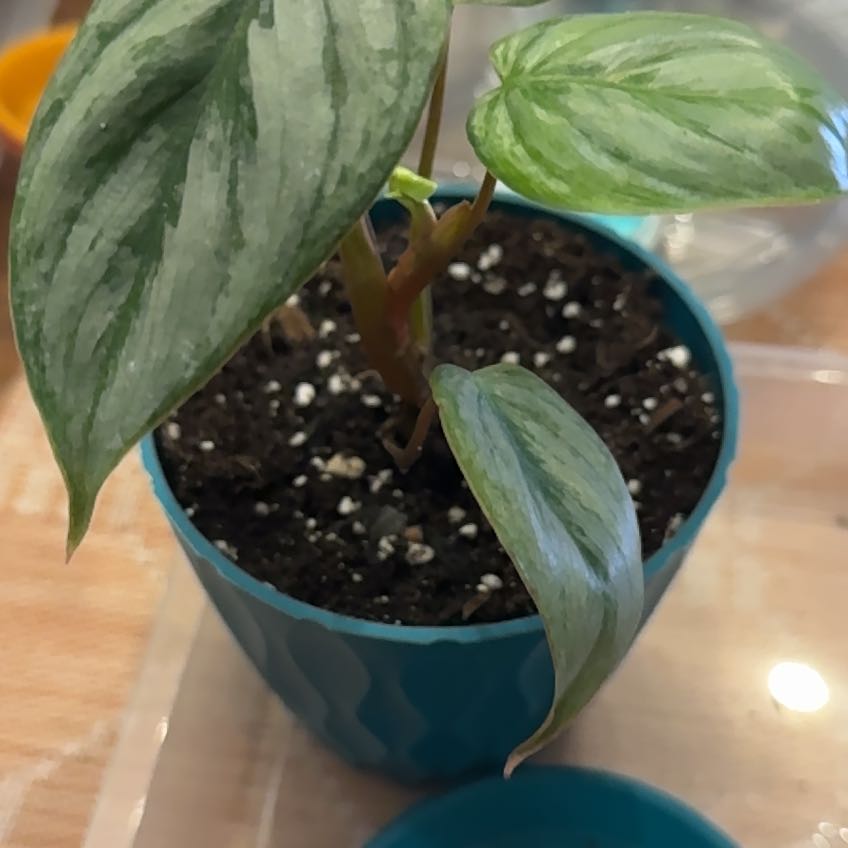 Photo of the plant species Philodendron sodiroi by @QuietCaladium56 named Sir Silverstalk on Greg, the plant care app
