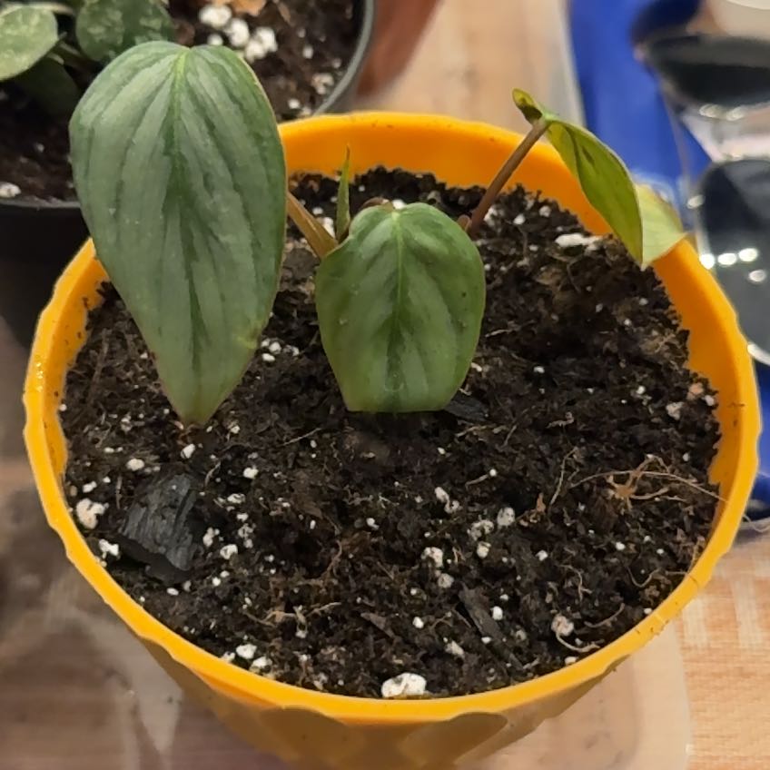 Photo of the plant species Philodendron sodiroi by @QuietCaladium56 named Sodi-royal Leaf on Greg, the plant care app