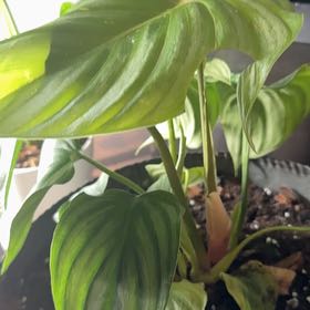 Photo of the plant species Philodendron plowmanii by @QuietCaladium56 named Bigleaf Lebowski on Greg, the plant care app