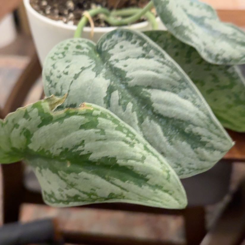 Photo of the plant species Silver Lady by @QuietCaladium56 named Silvery Swank on Greg, the plant care app