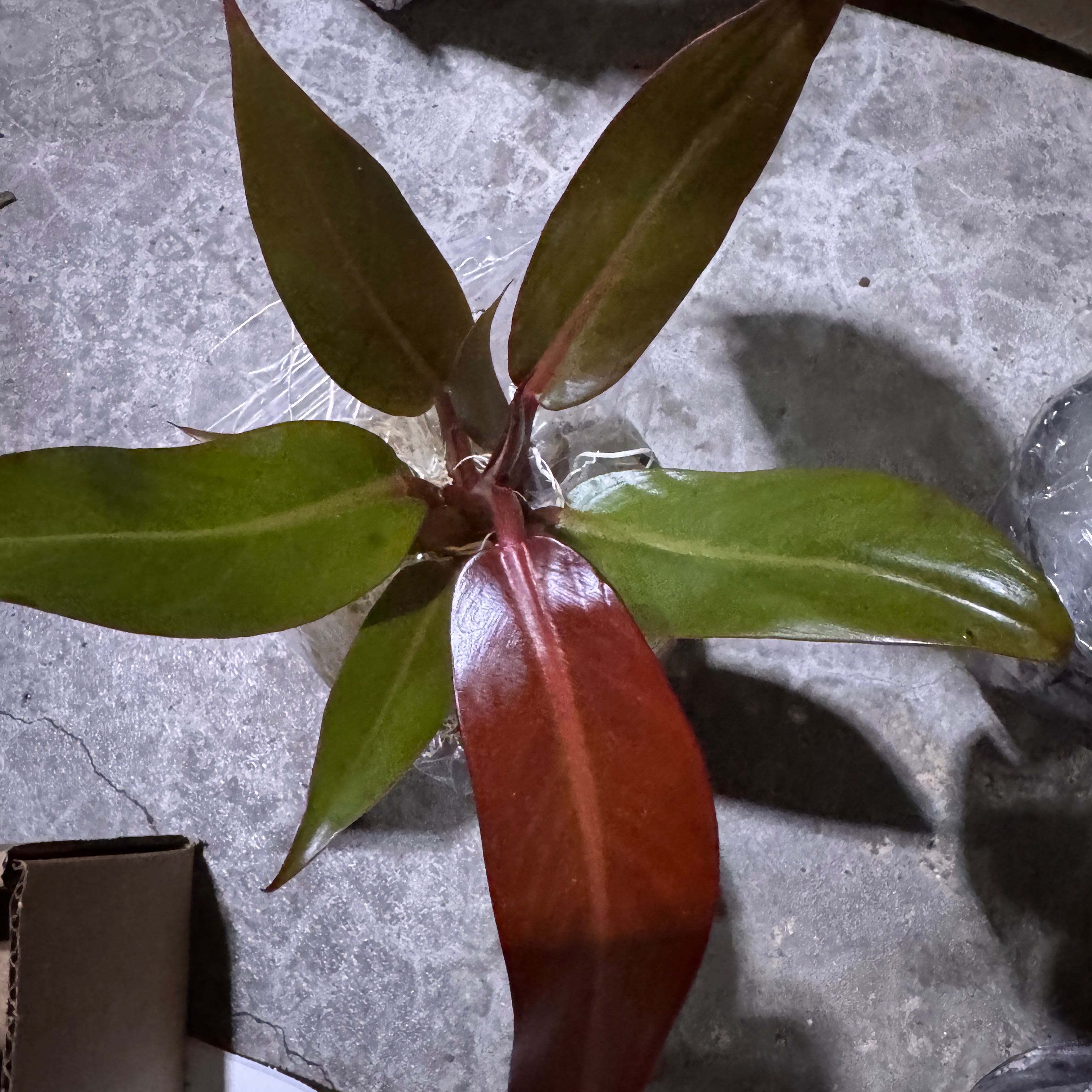 Photo of the plant species Sun Red by @QuietCaladium56 named Treeyoncé on Greg, the plant care app