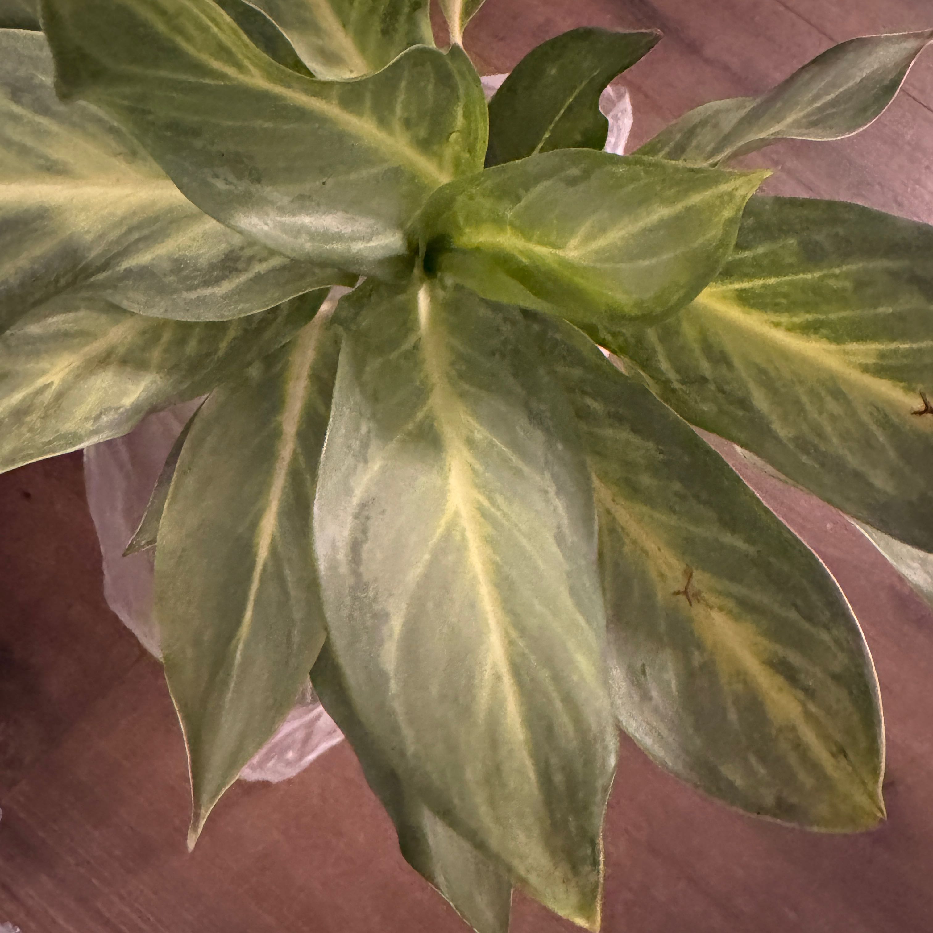 Photo of the plant species Aglaonema commutatum ‘Ghost’ by @QuietCaladium56 named Leafie White on Greg, the plant care app