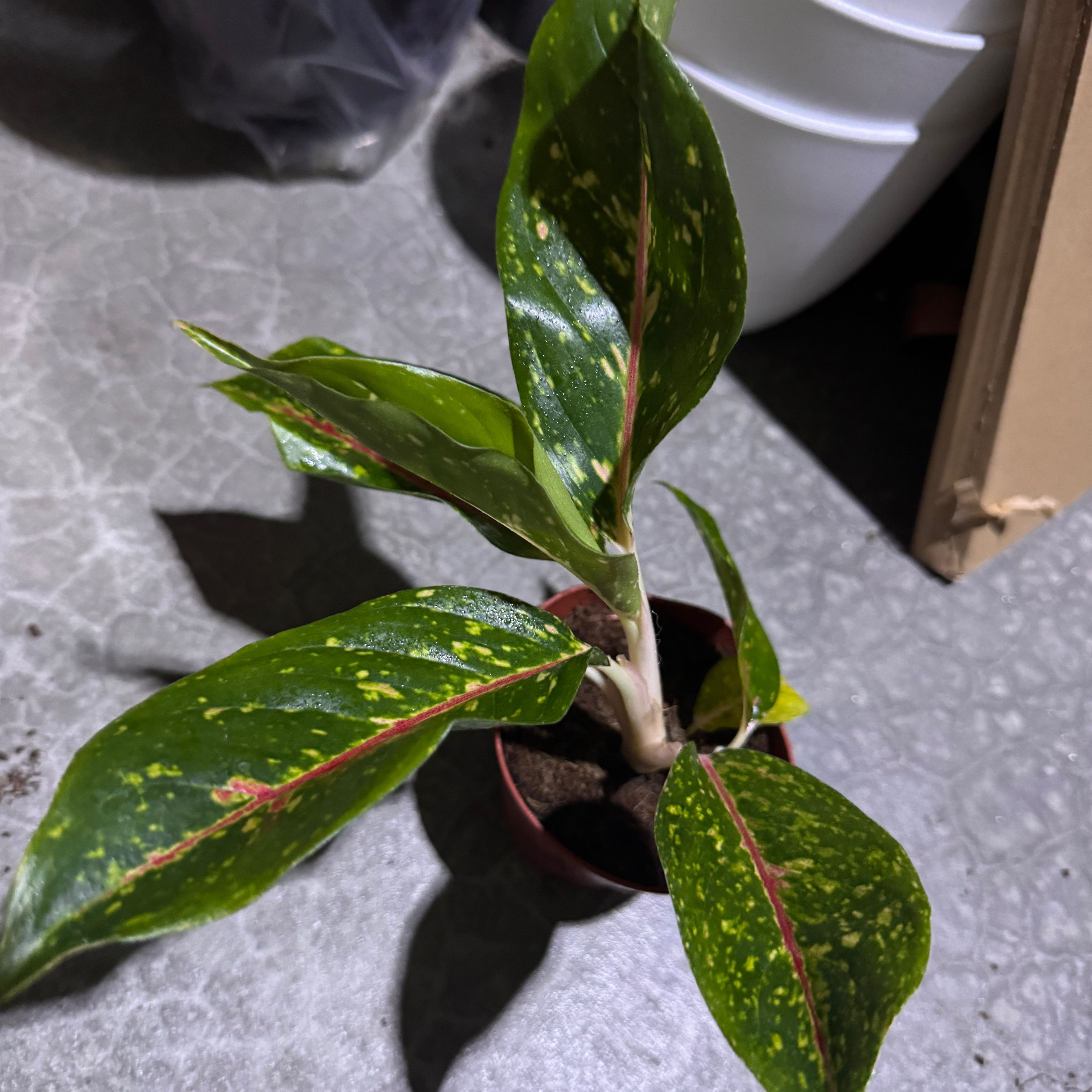 Photo of the plant species Aglaonema 'Night Sparkle' by @QuietCaladium56 named Nocturna Sprout on Greg, the plant care app