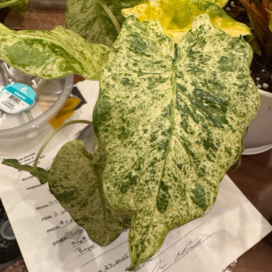 Photo of the plant species Alocasia 'Batik' by @QuietCaladium56 named Artleaf Garfunkel on Greg, the plant care app