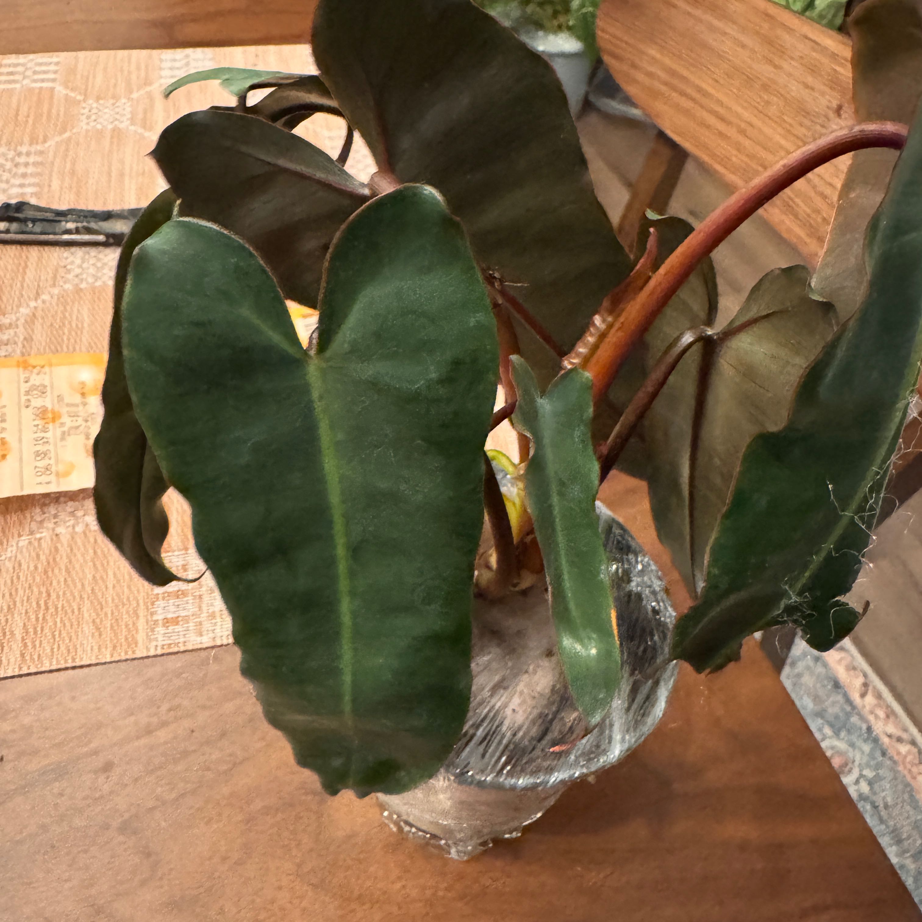 Photo of the plant species Philodendron 'Black Billietae' by @QuietCaladium56 named Dahlia on Greg, the plant care app
