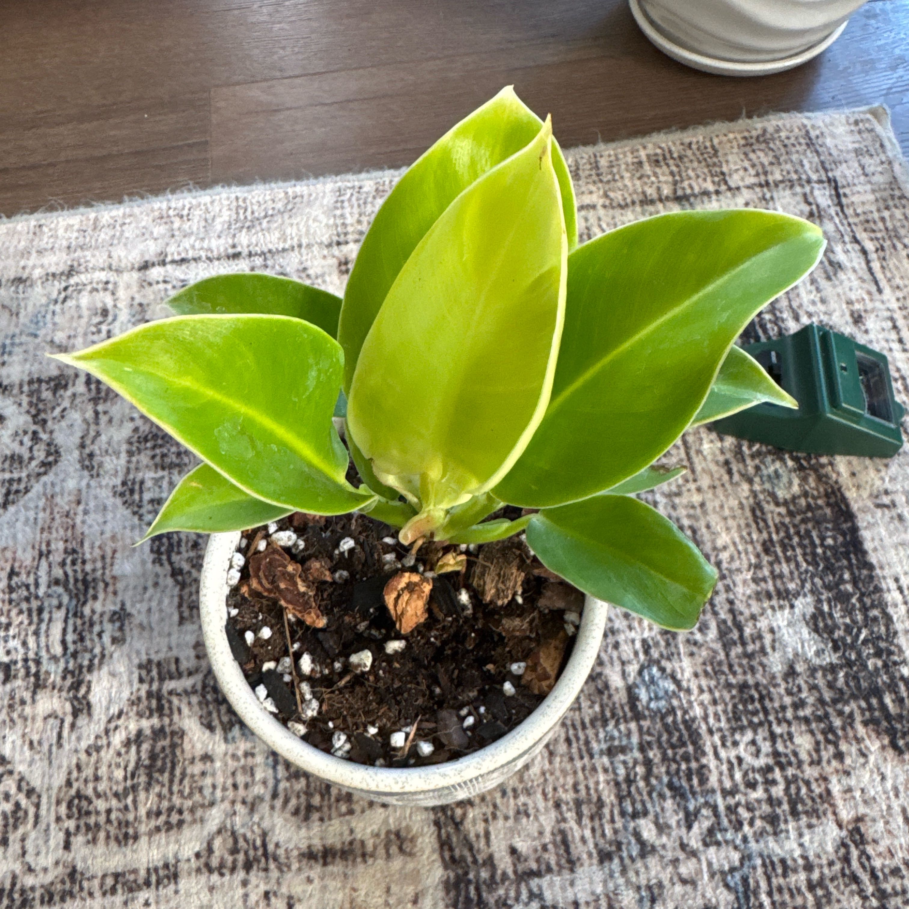 Photo of the plant species Philodendron 'Imperial Gold' by @QuietCaladium56 named Goldie Frond on Greg, the plant care app