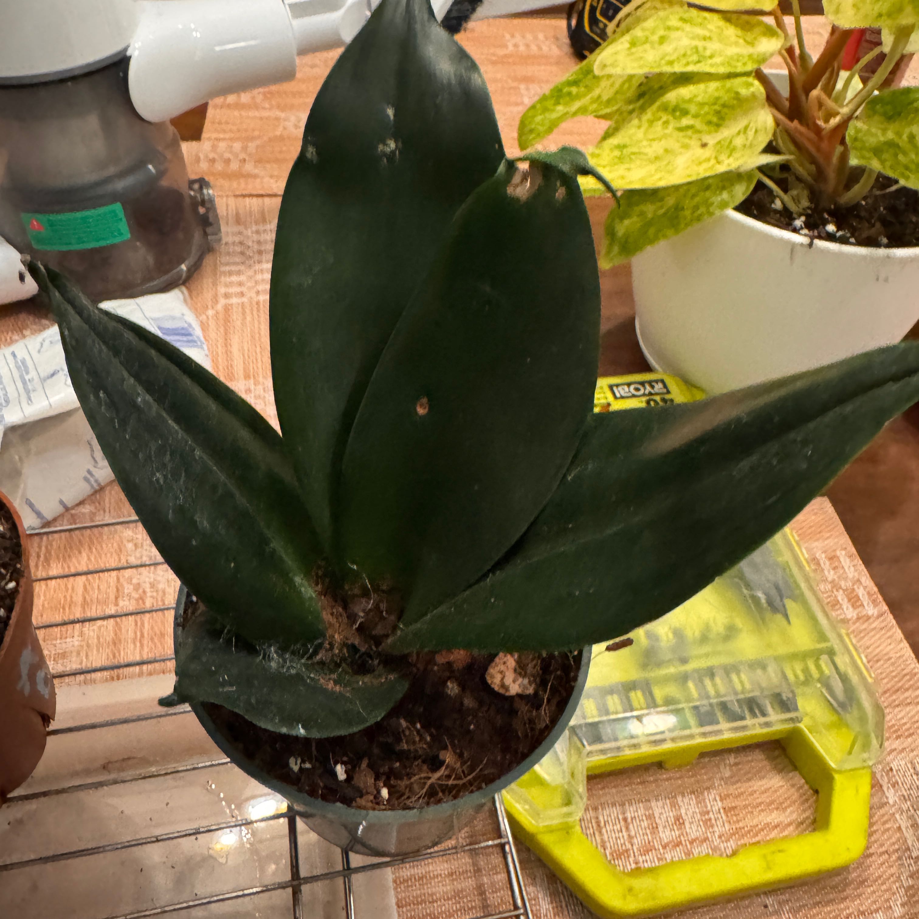 Photo of the plant species Black Jade Snake Plant by @QuietCaladium56 named Sirius Black on Greg, the plant care app