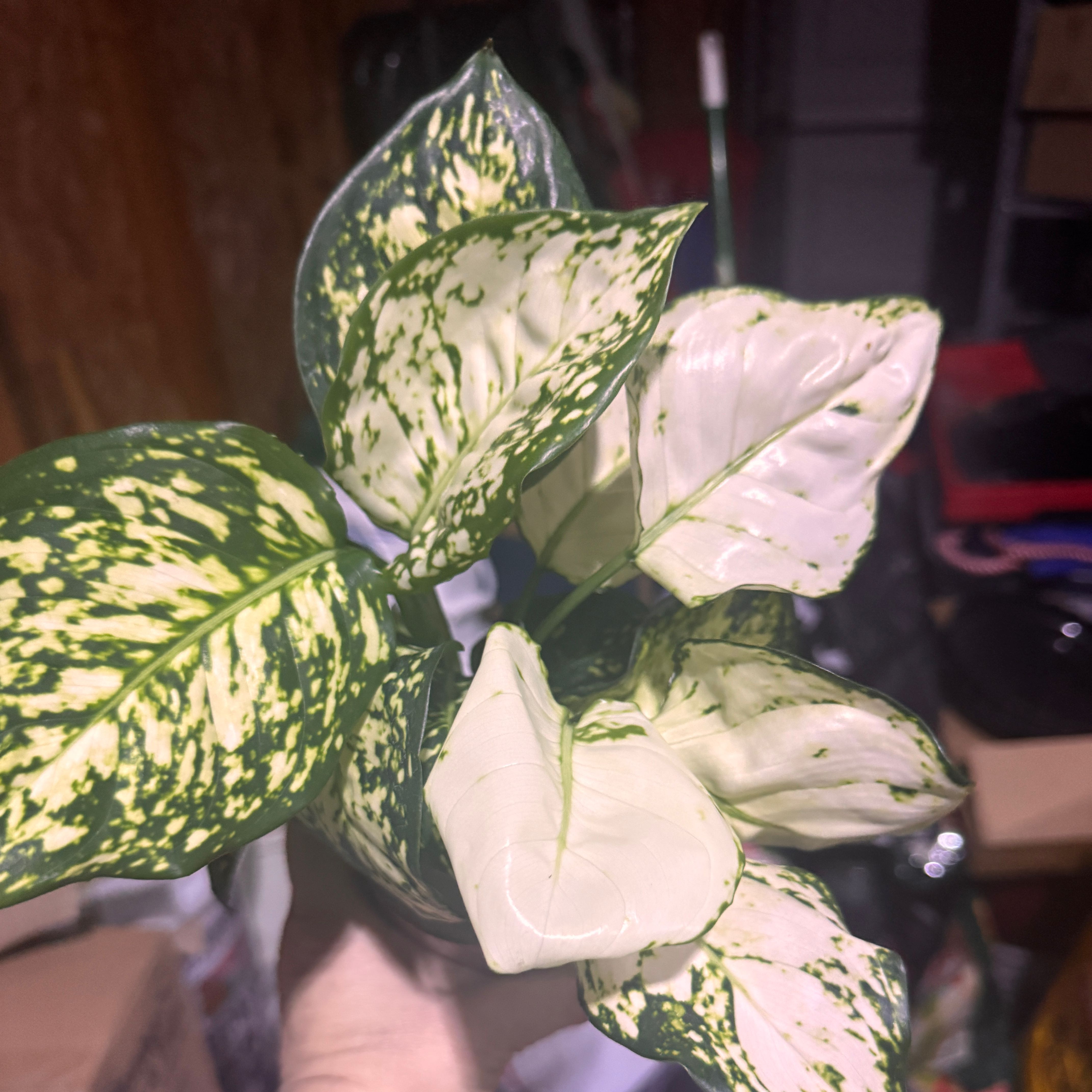 Photo of the plant species Aglaonema Eileen by @QuietCaladium56 named Eileena Del Leafa on Greg, the plant care app
