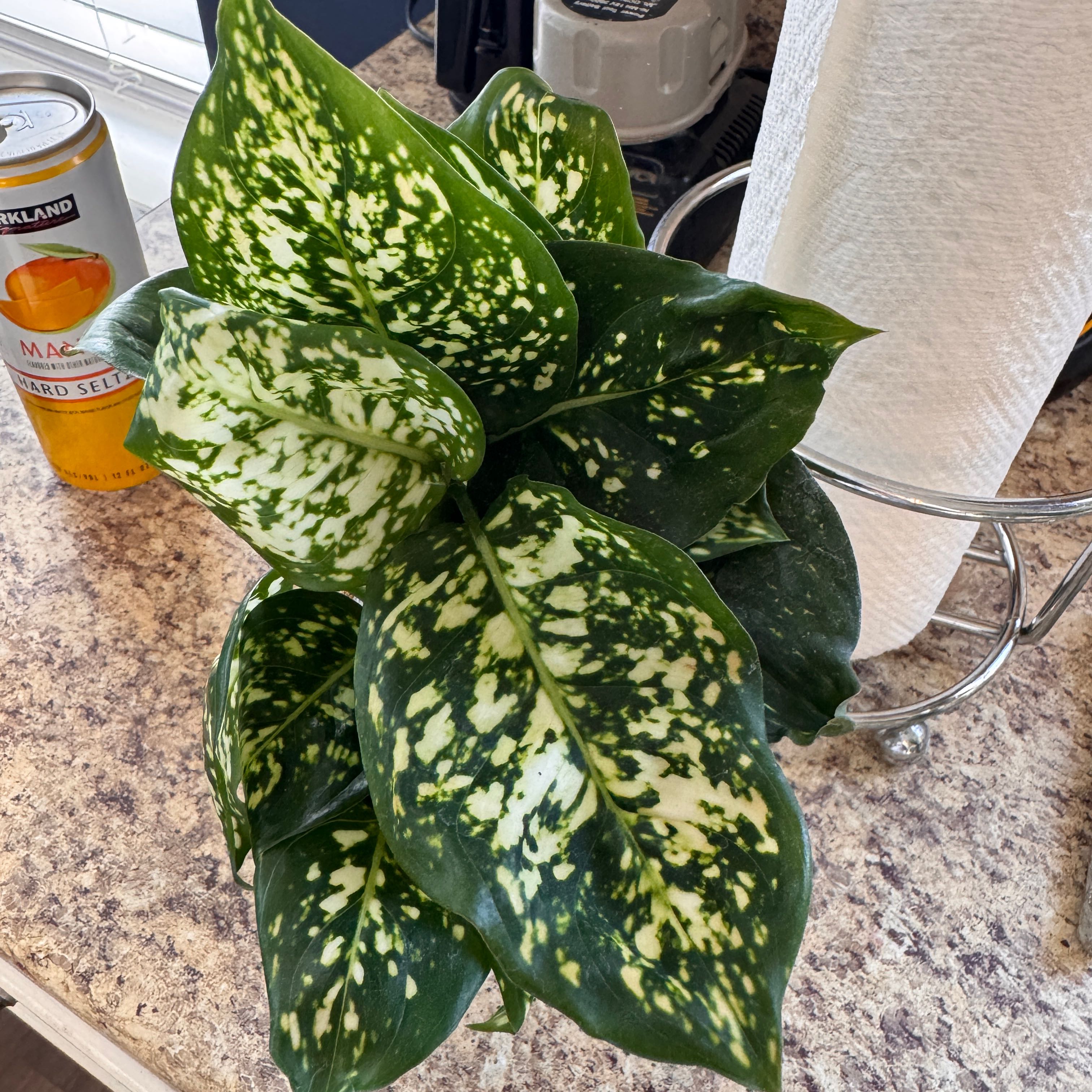 Photo of the plant species Aglaonema Eileen by @QuietCaladium56 named AglaonEma Stone on Greg, the plant care app