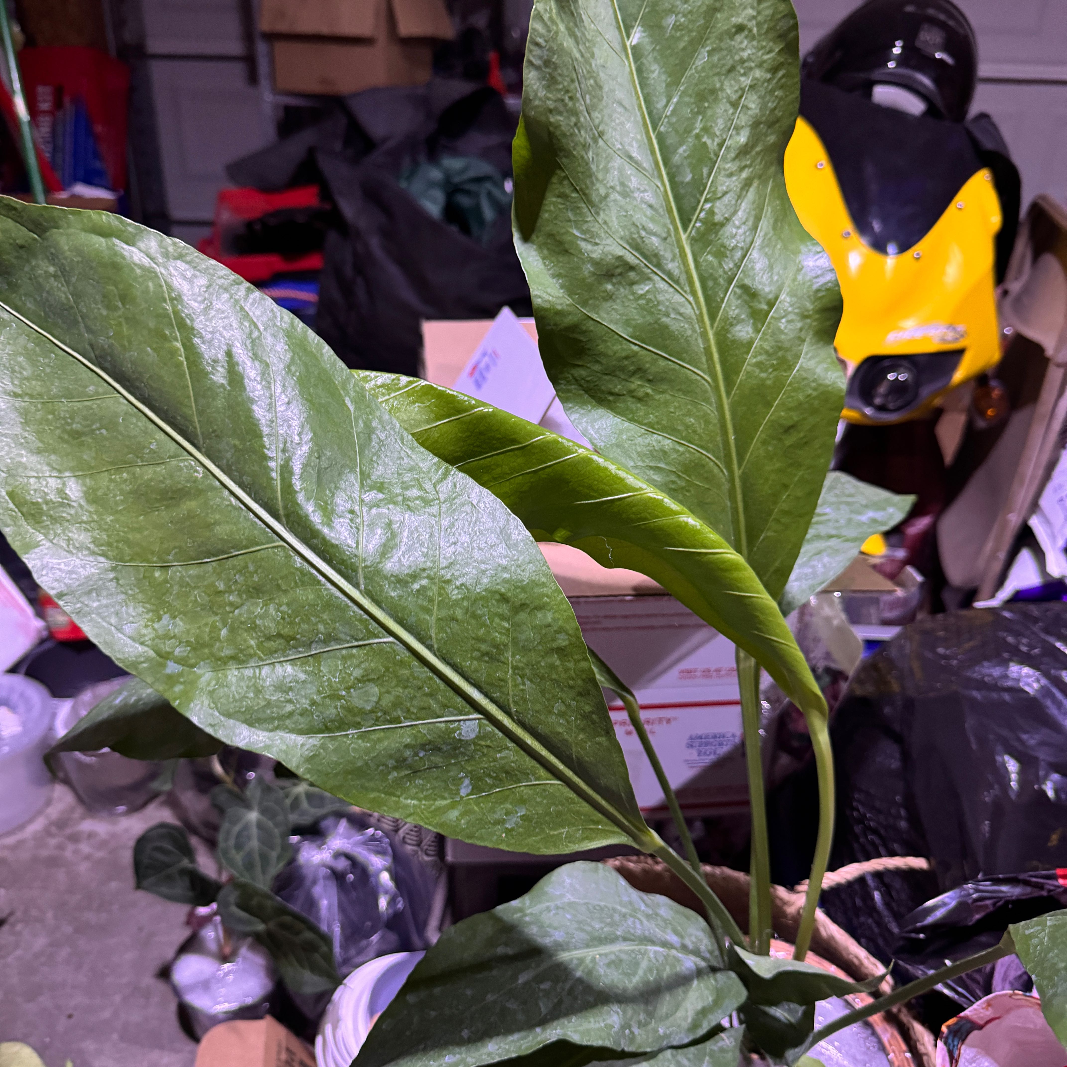 Photo of the plant species Anthurium 'Big Red Bird' by @QuietCaladium56 named Phoenix Leafnix on Greg, the plant care app