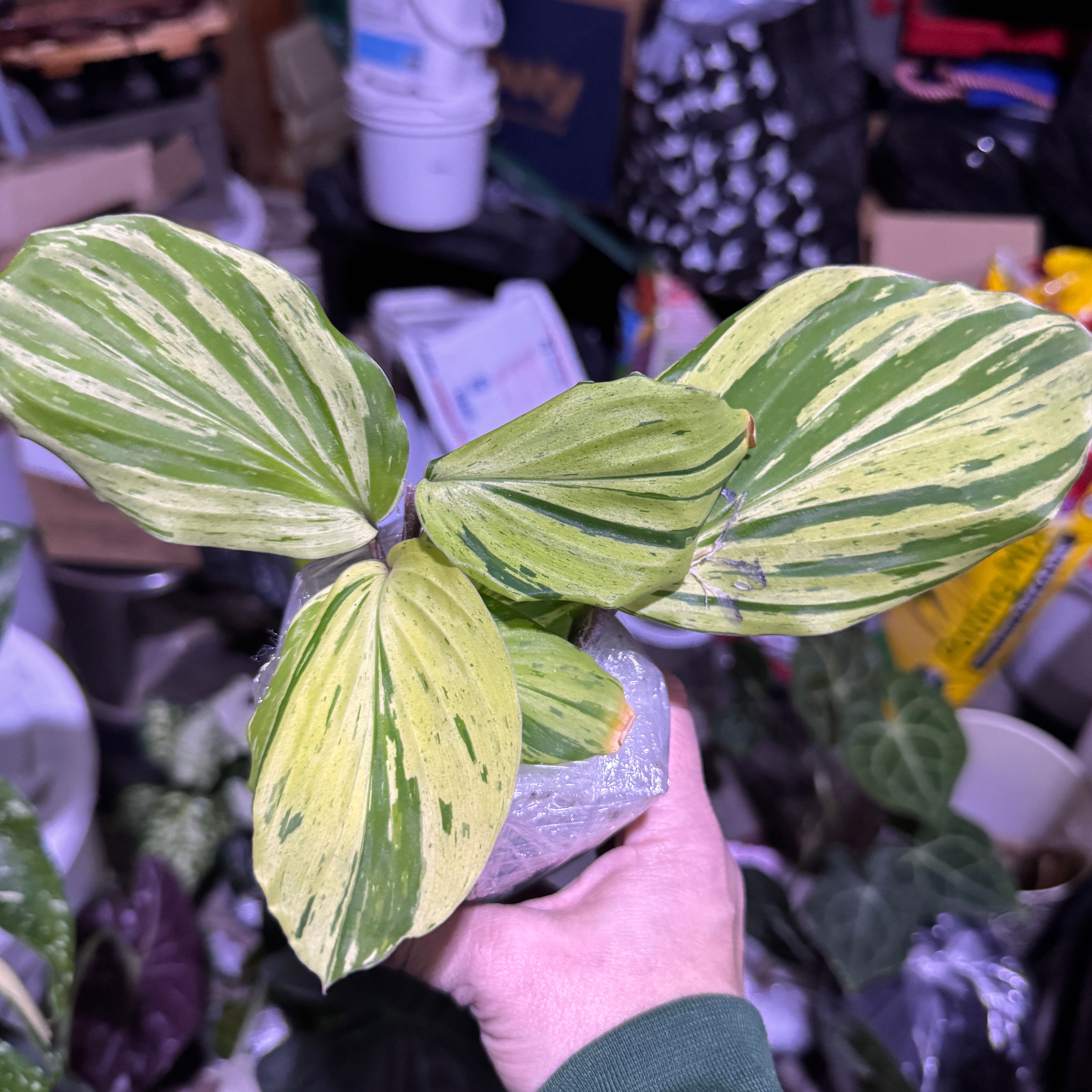 Photo of the plant species Peacock Ginger by @QuietCaladium56 named Feather Locklear on Greg, the plant care app