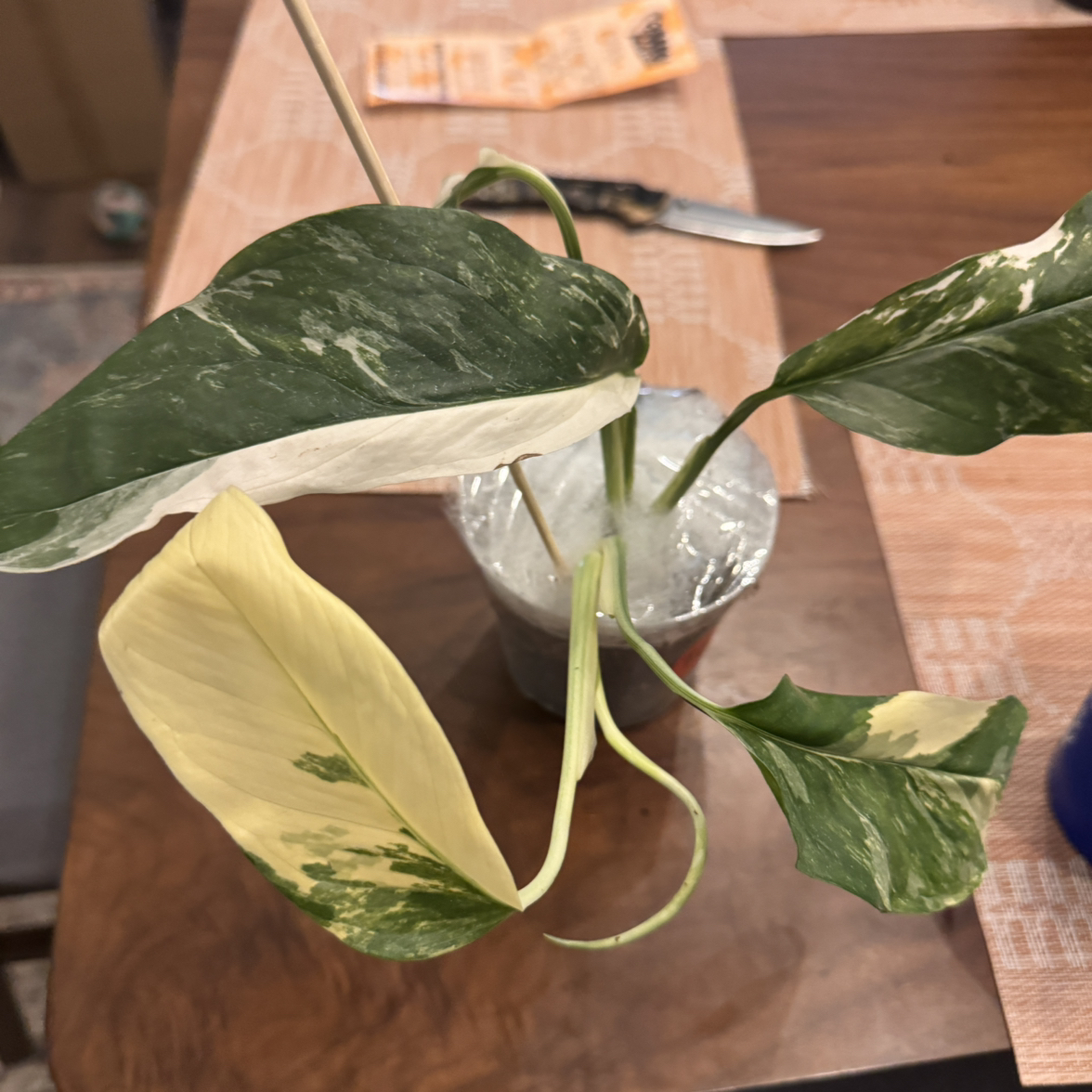 Photo of the plant species Monstera lechleriana by @QuietCaladium56 named Monstera Lewinsky on Greg, the plant care app