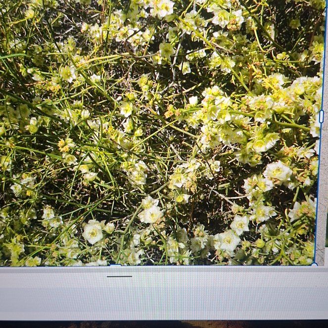 Photo of the plant species Cheesebush by @MerryAchiote18 named Orwell on Greg, the plant care app