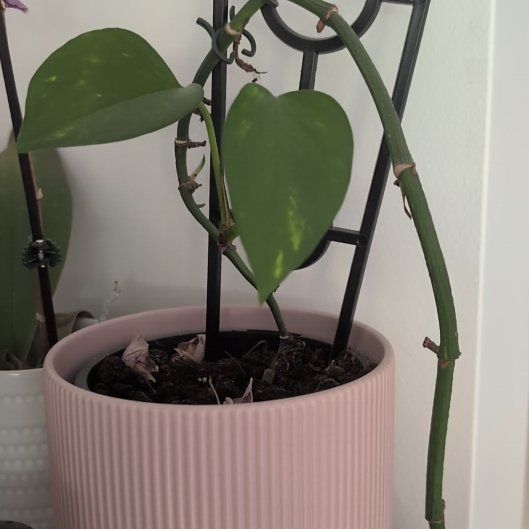 Photo of the plant species Epipremnum by @DesirousBonsi named Scarlett on Greg, the plant care app