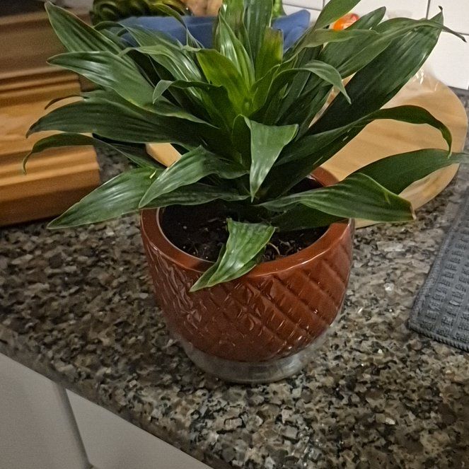 Photo of the plant species Dracaena 'Torch' by @SedulousDuwei48 named Sigmund on Greg, the plant care app
