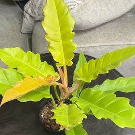 Photo of the plant species Philodendron crocodile by @PetiteLichen98 named Crocodile on Greg, the plant care app